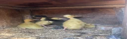 Ducks poultry for sale: 5 Indian runner ducking for sale   - Advert 1