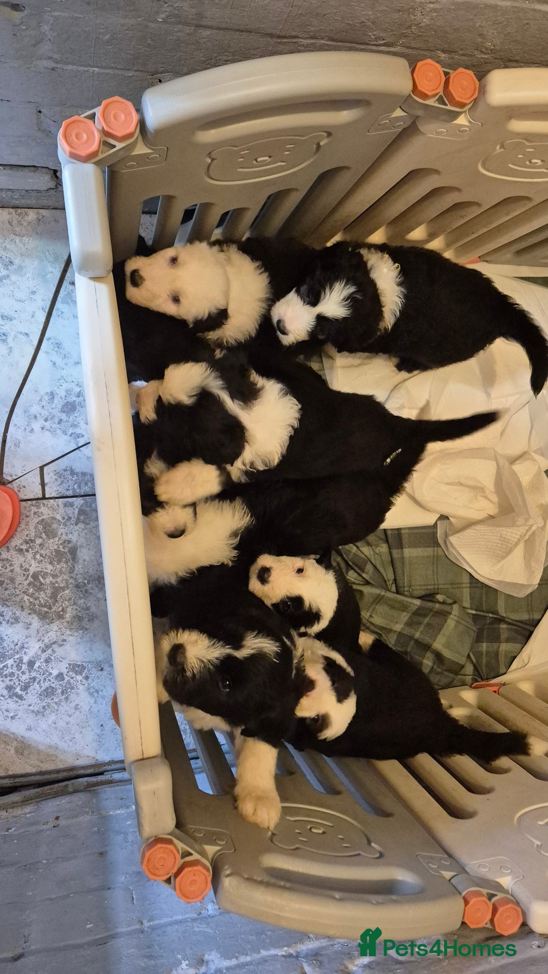 Mixed Breed dogs for sale: Old English Sheepdog puppies  OES X Golden Oldie - Image 22
