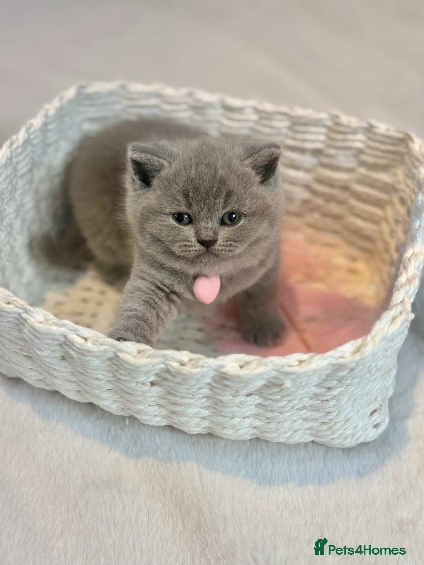 Scottish Fold cats Schotish straight  - Advert 2
