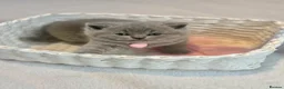 Scottish Fold cats for sale: Schotish straight  - Advert 10