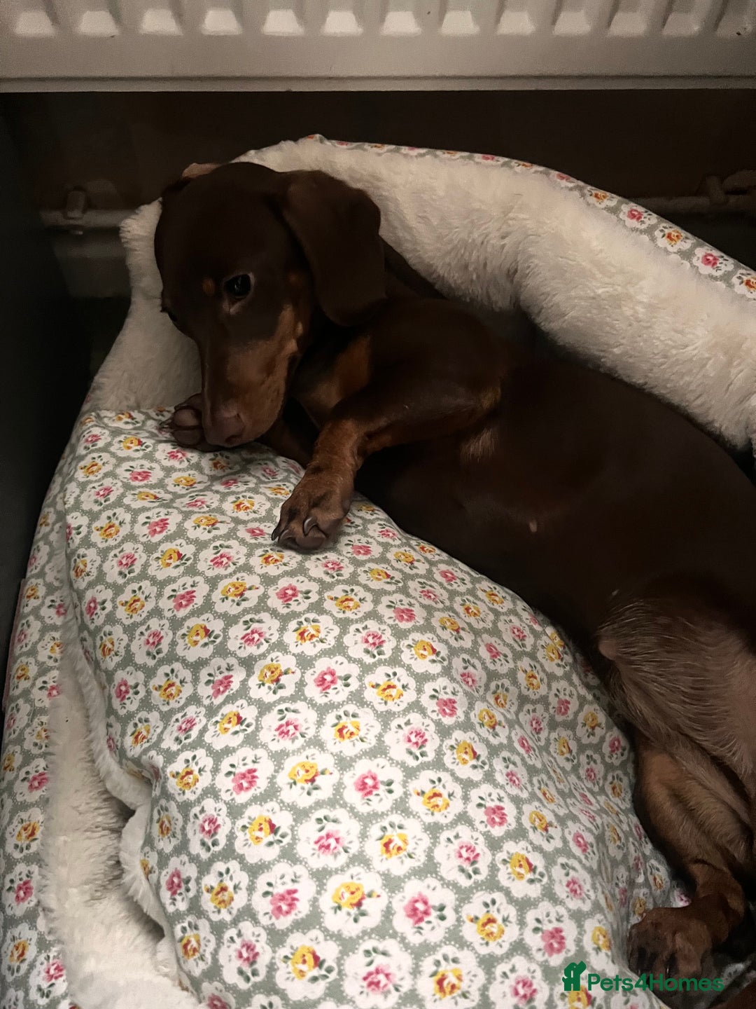 Dachshund dogs for sale: Loving Daxy for sale - Image 7