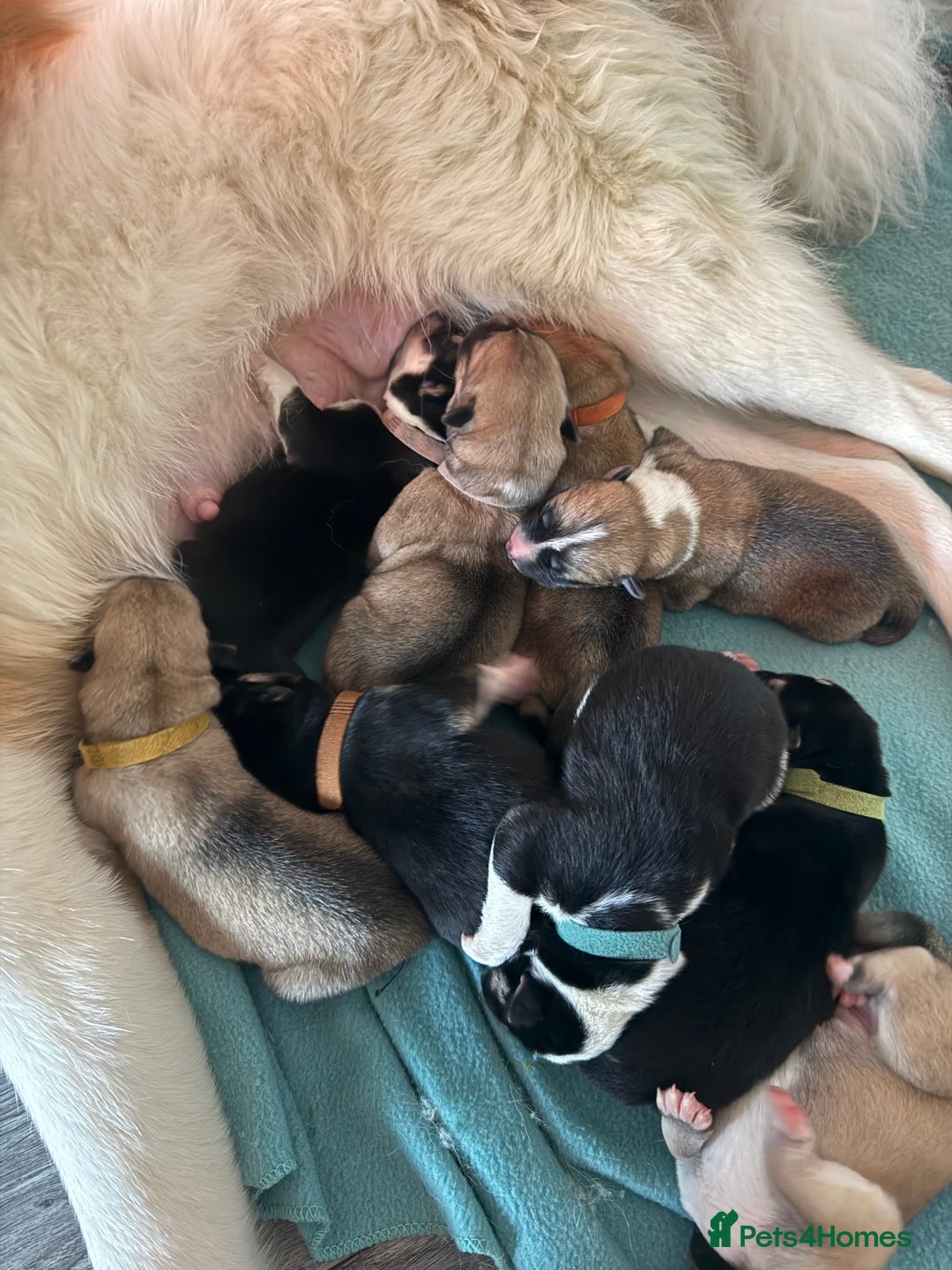 Huskita dogs for sale: Gorgeous Huskita Puppies  - Image 16