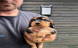 Cocker Spaniel dogs for sale: Show cocker spaniels  - Image 15