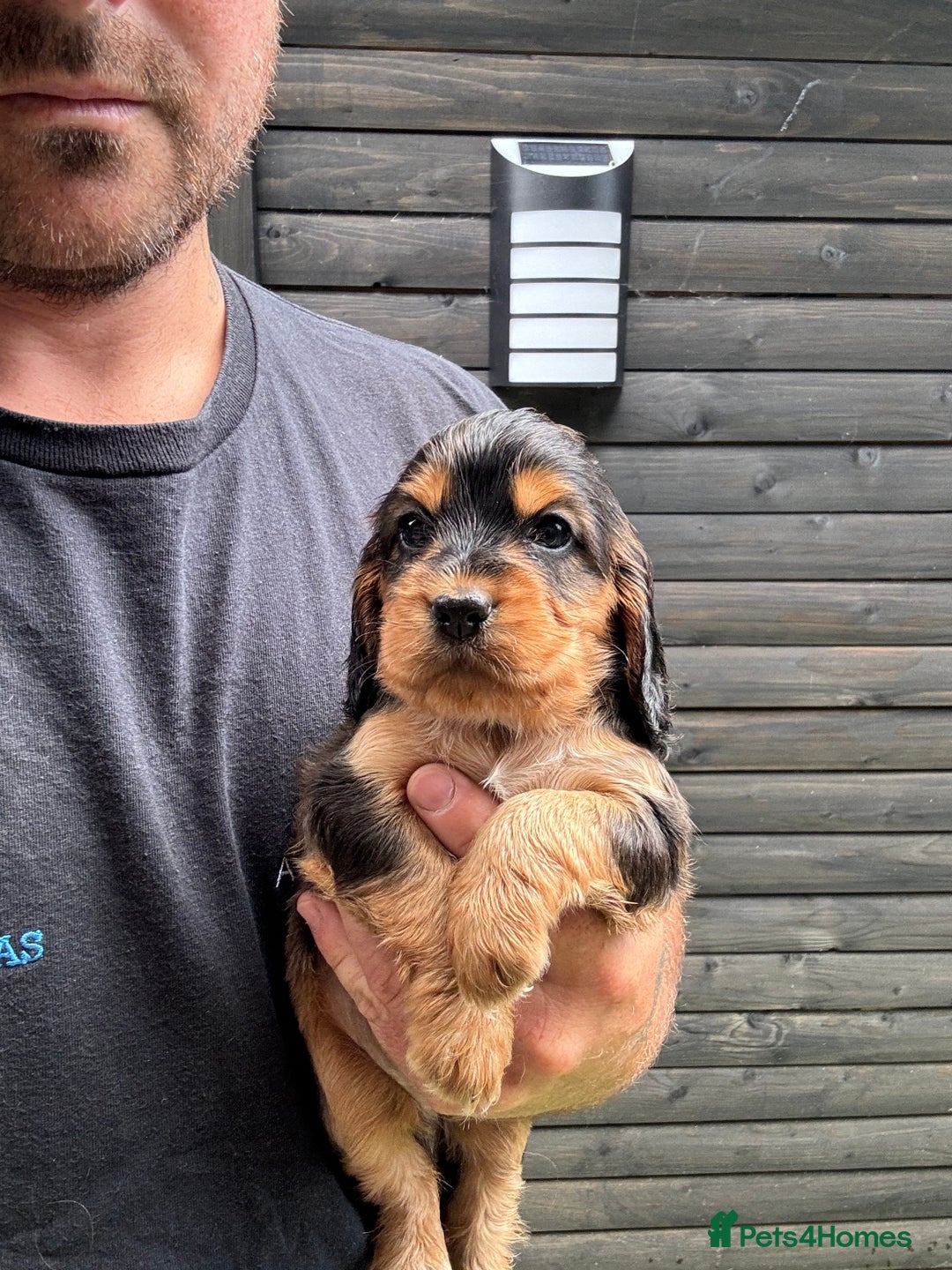 Cocker Spaniel dogs for sale: Show cocker spaniels  - Image 15
