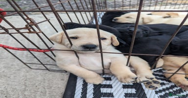 Labrador Retriever dogs - Advert 7