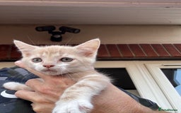 Mixed Breed cats for sale: Persian mix ragdoll - Image 8