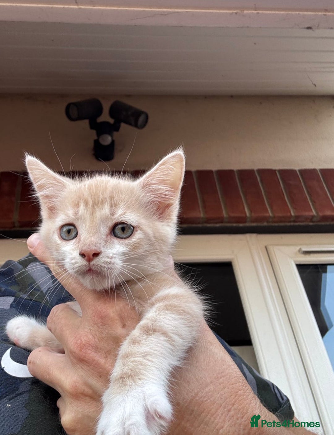 Mixed Breed cats for sale: Persian mix ragdoll - Image 8