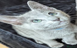 Russian Blue cats for sale: Pedigree TICA Registered kittens - Image 10