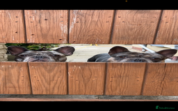 French Bulldog dogs for sale: BonBon & Hugo - Image 7