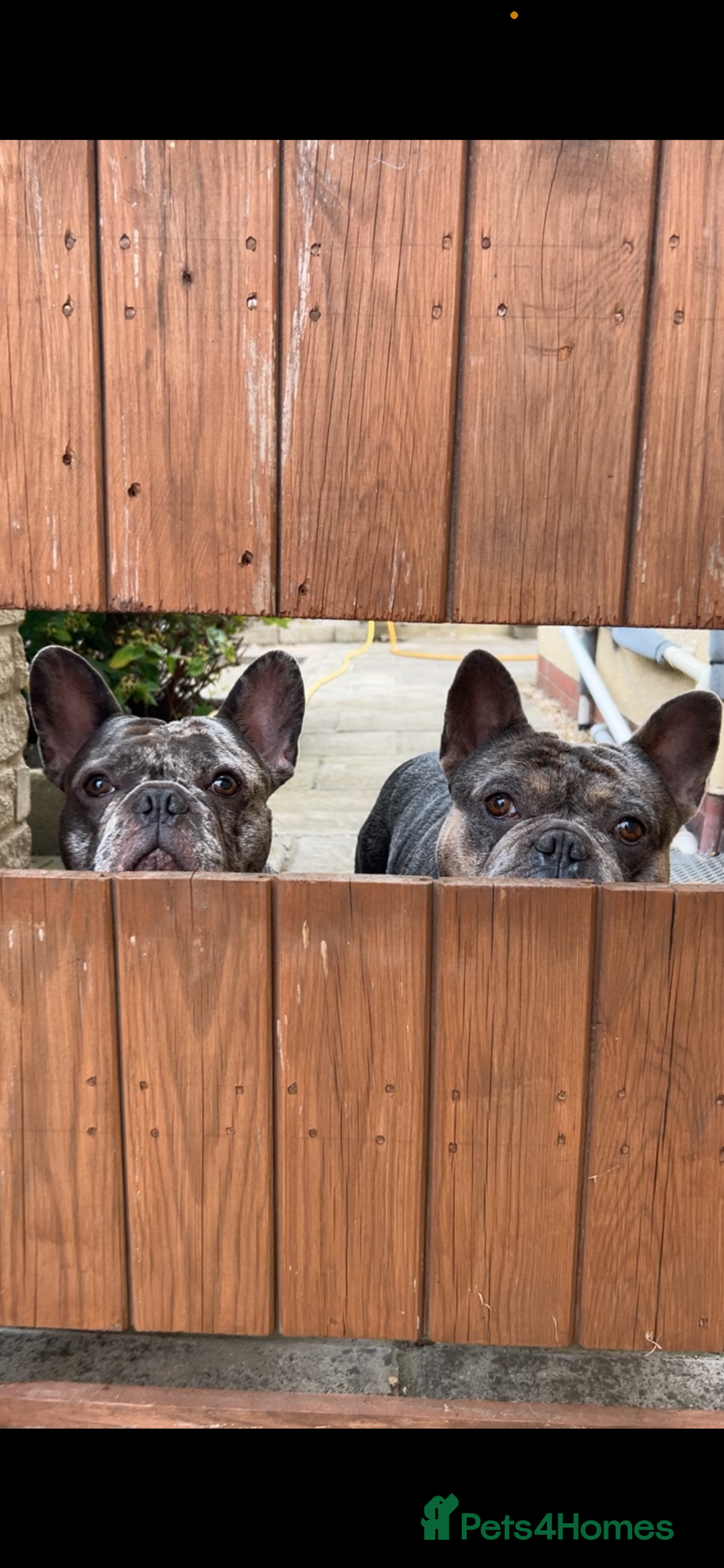 French Bulldog dogs for sale: BonBon & Hugo - Image 7
