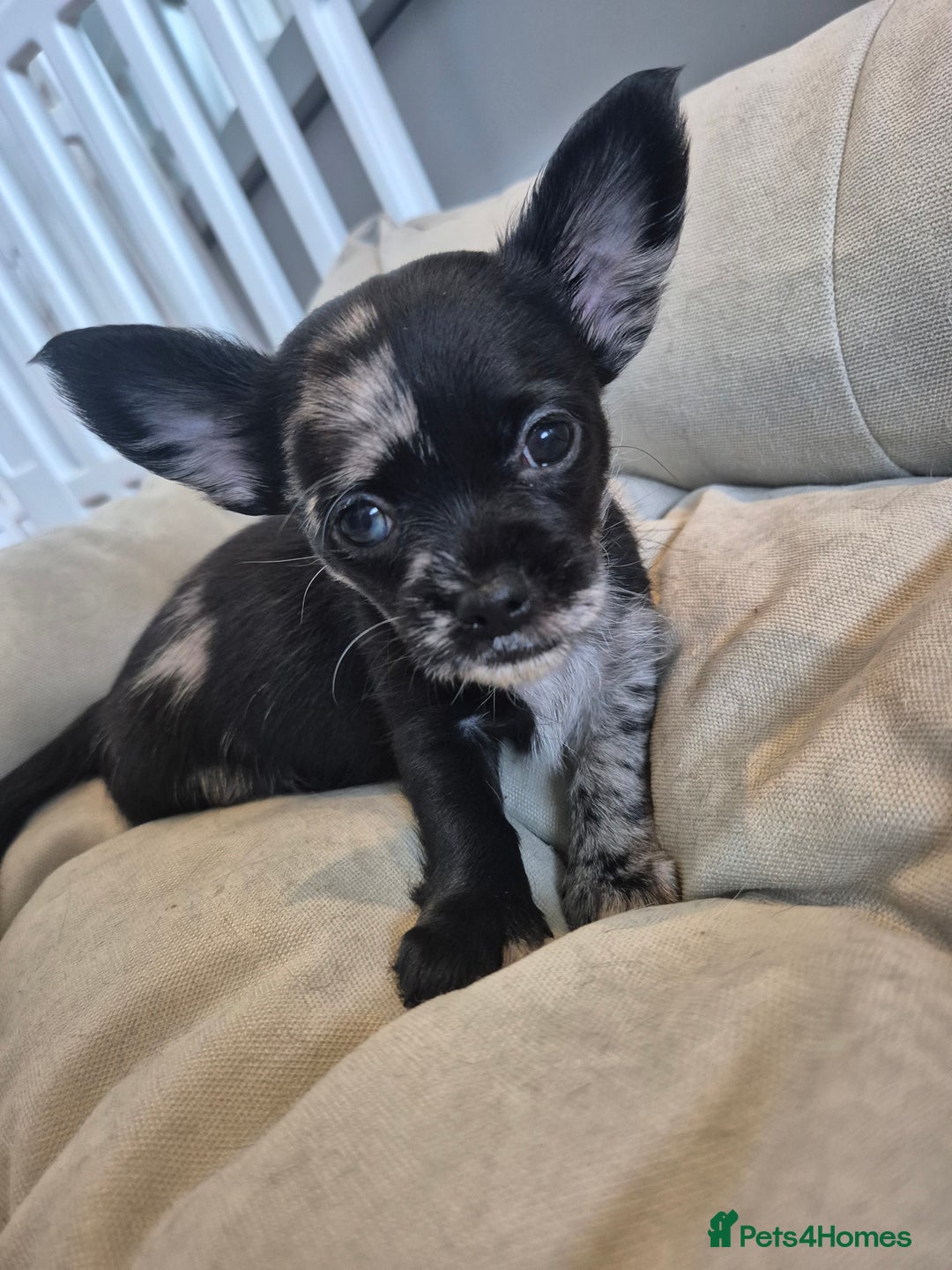 Chihuahua dogs for sale: 3 beautiful tiny pure breed chihuahua  - Advert 8