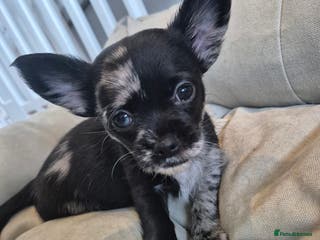 Chihuahua dogs 3 beautiful tiny pure breed chihuahua - Advert 7