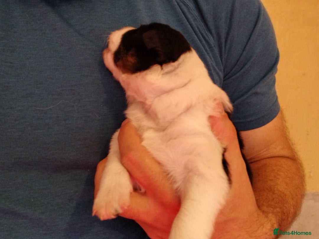 Border Collie dogs for sale: Border Collie 3/4 Kelpie 1/4 puppies - Image 15