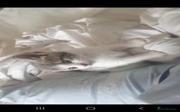 Russian Blue cats for sale: Beautiful male kitten  - Image 11