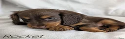 Miniature Dachshund dogs for sale: Miniature Longhaired Dachshund Puppies - Advert 18