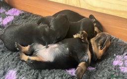 Miniature Dachshund dogs for sale: Beautiful KC Registered Miniature Dachshunds - Image 4