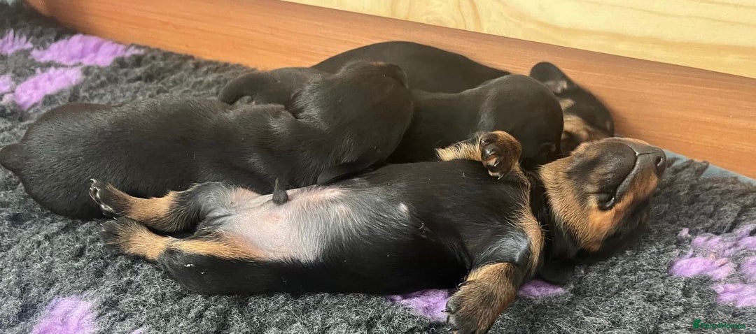Miniature Dachshund dogs for sale: Beautiful KC Registered Miniature Dachshunds - Image 4