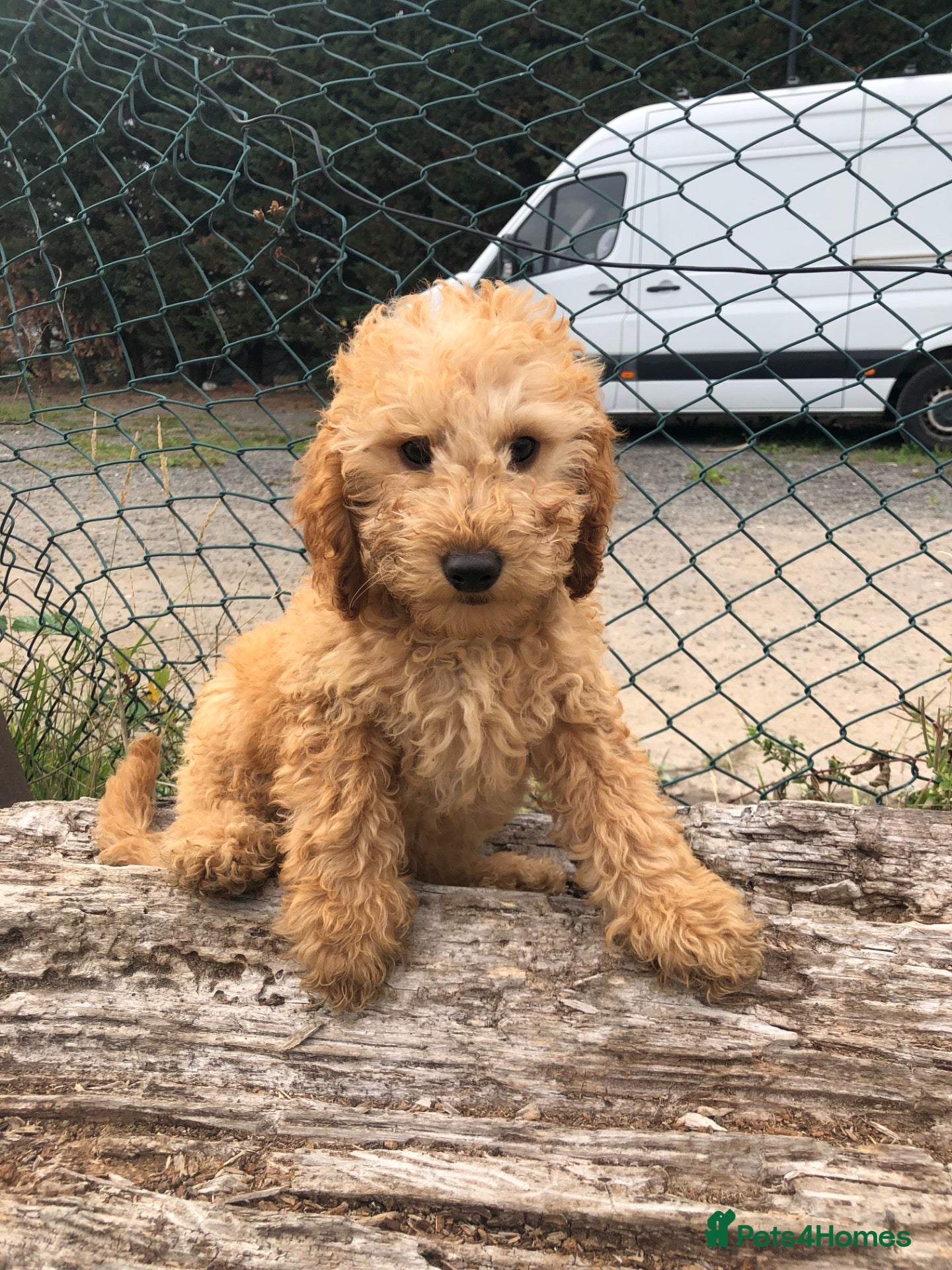 Cockapoo dogs only 2 left beautiful cockapoo - Advert 11