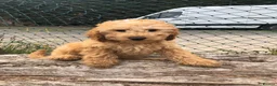 Cockapoo dogs for sale: Puppies are now sold  - Advert 1