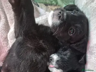 Mixed Breed dogs Boxer-Doodle Puppies - Advert 6