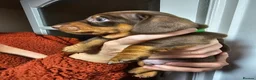 Miniature Dachshund dogs for sale: 3 of 5 KC registered Miniature Dachshund Pups - Advert 1
