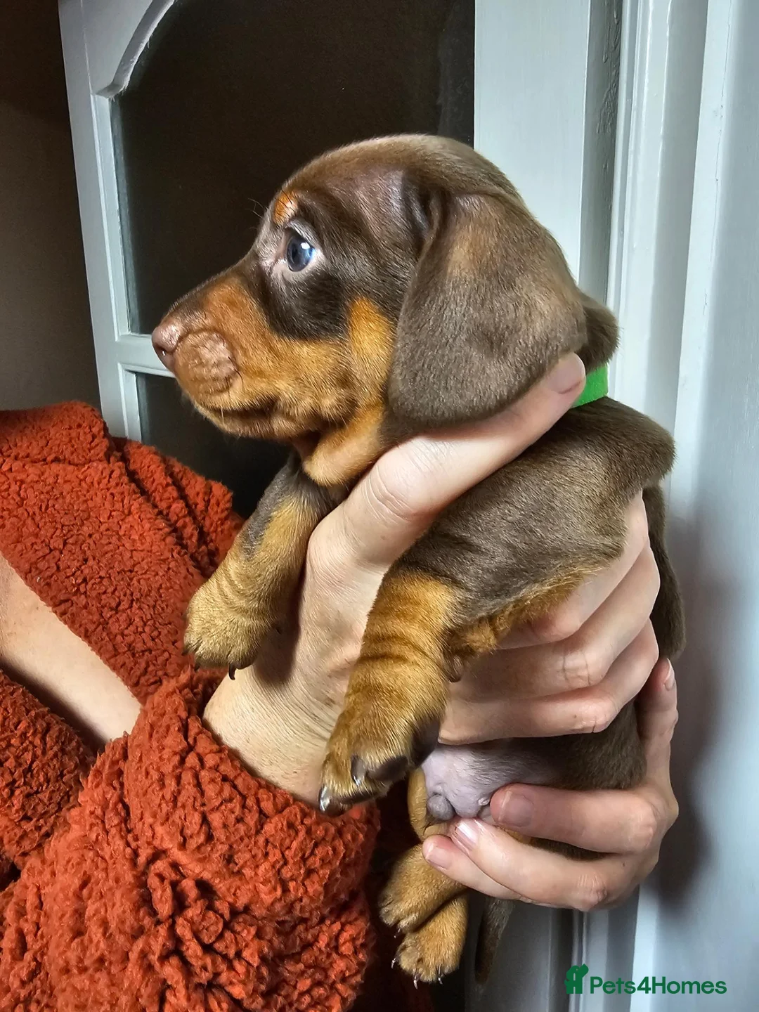 Miniature Dachshund dogs for sale: 3 of 5 KC registered Miniature Dachshund Pups - Advert 1