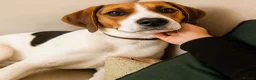 Beagle dogs for sale: Marvin: Energetic Beagle Needs Active Home - Advert 2