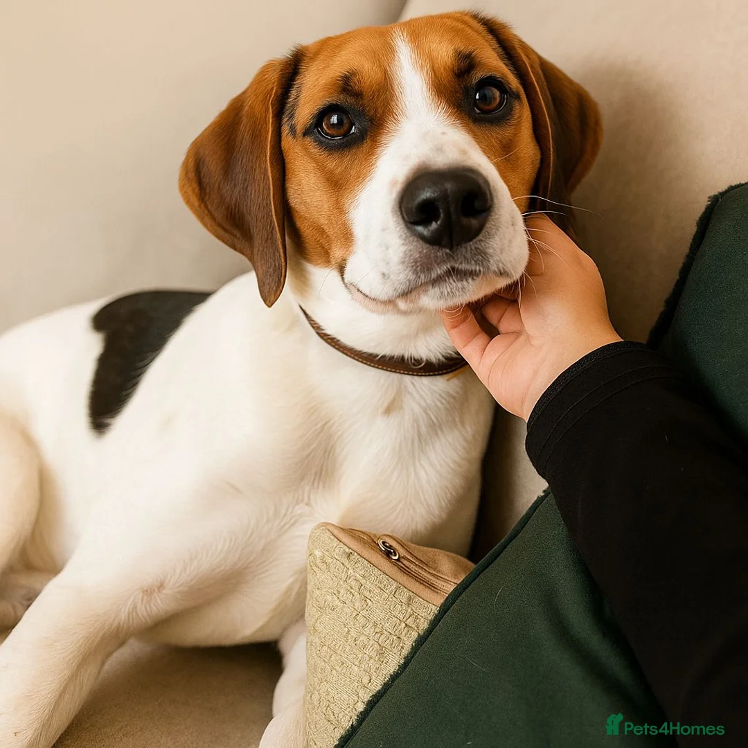 Beagle dogs for sale: Marvin: Energetic Beagle Needs Active Home - Advert 2