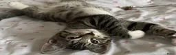 Bengal cats for sale: Bengal/Tabby beautiful kittens  - Advert 1