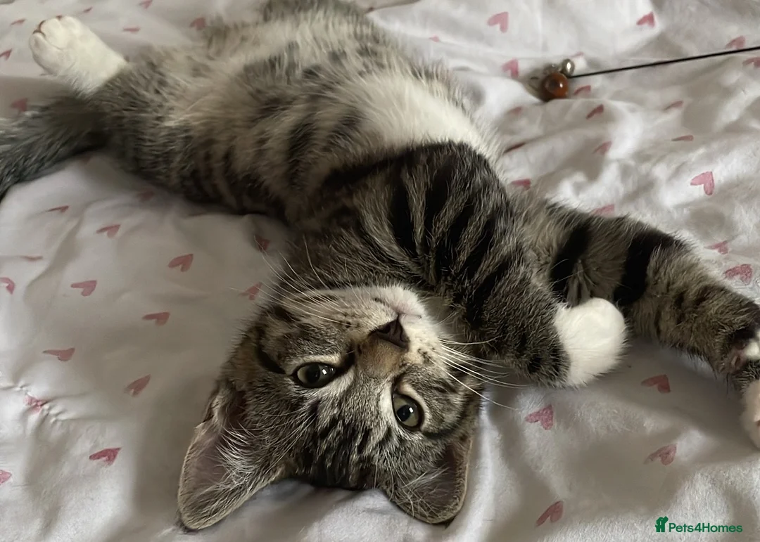 Bengal cats for sale: Bengal/Tabby beautiful kittens  - Advert 1