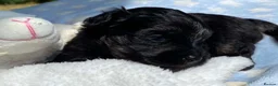 Maltipoo dogs for sale: F1 Maltipoo boy - Advert 3