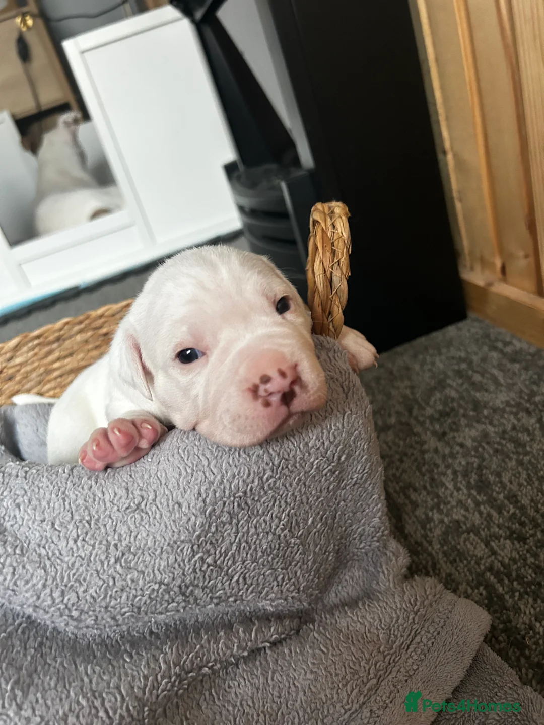 Mixed Breed dogs for sale: Mixed breed dogs  - Advert 10