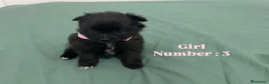 Pomeranian Puppy 5