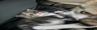 Mixed Breed Kitten 2
