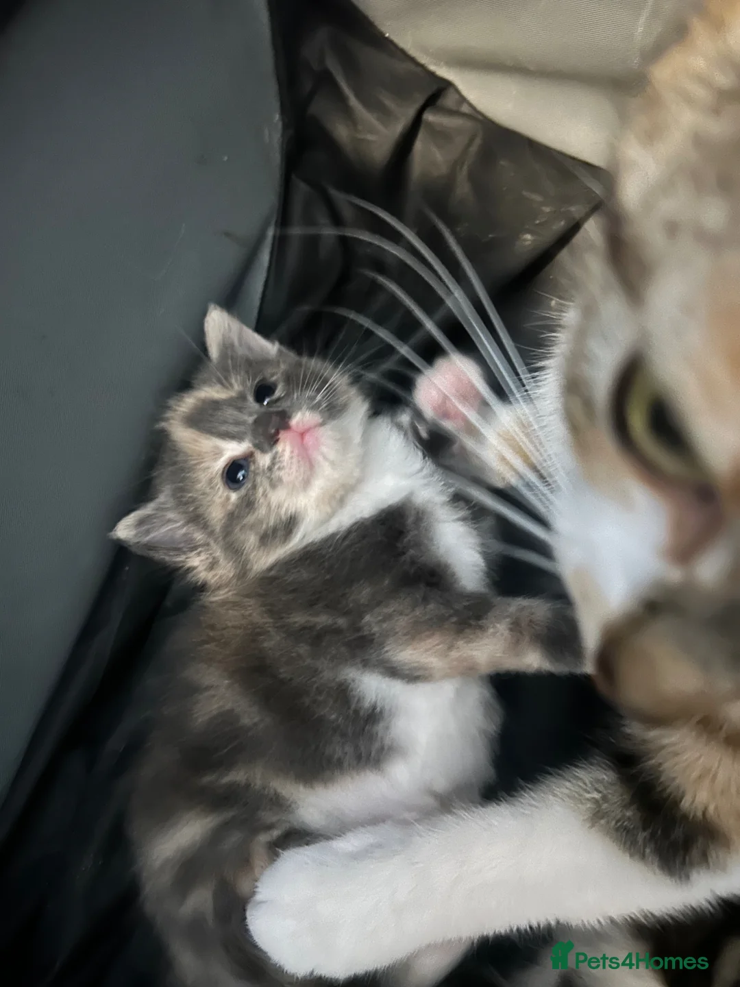 Mixed Breed cats for sale: Mixed litter of three kittens  - Advert 2
