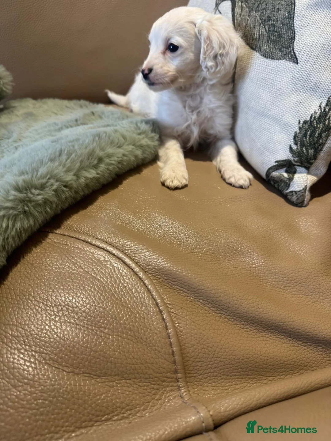 Cavapoo dogs for sale: Cavapoo puppy’s  in Huntingdon - Advert 9