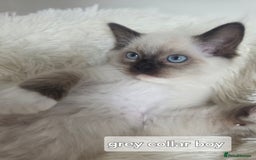 Ragdoll cats for sale: Stunning Ragdolls kittens  - Image 9