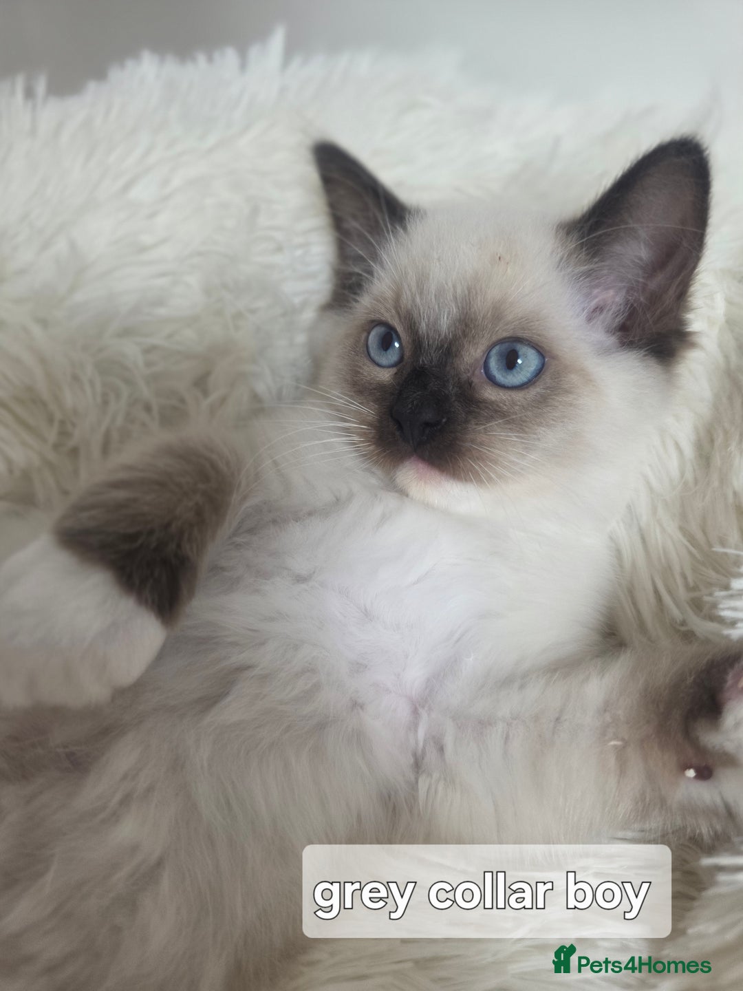 Ragdoll cats for sale: Stunning Ragdolls kittens  - Image 9