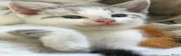 Mixed Breed cats for sale: Beautiful kittens for sale  - Advert 2