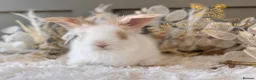 Angora rabbits for sale: Fully Vaccinated Angora Litter - Advert 12