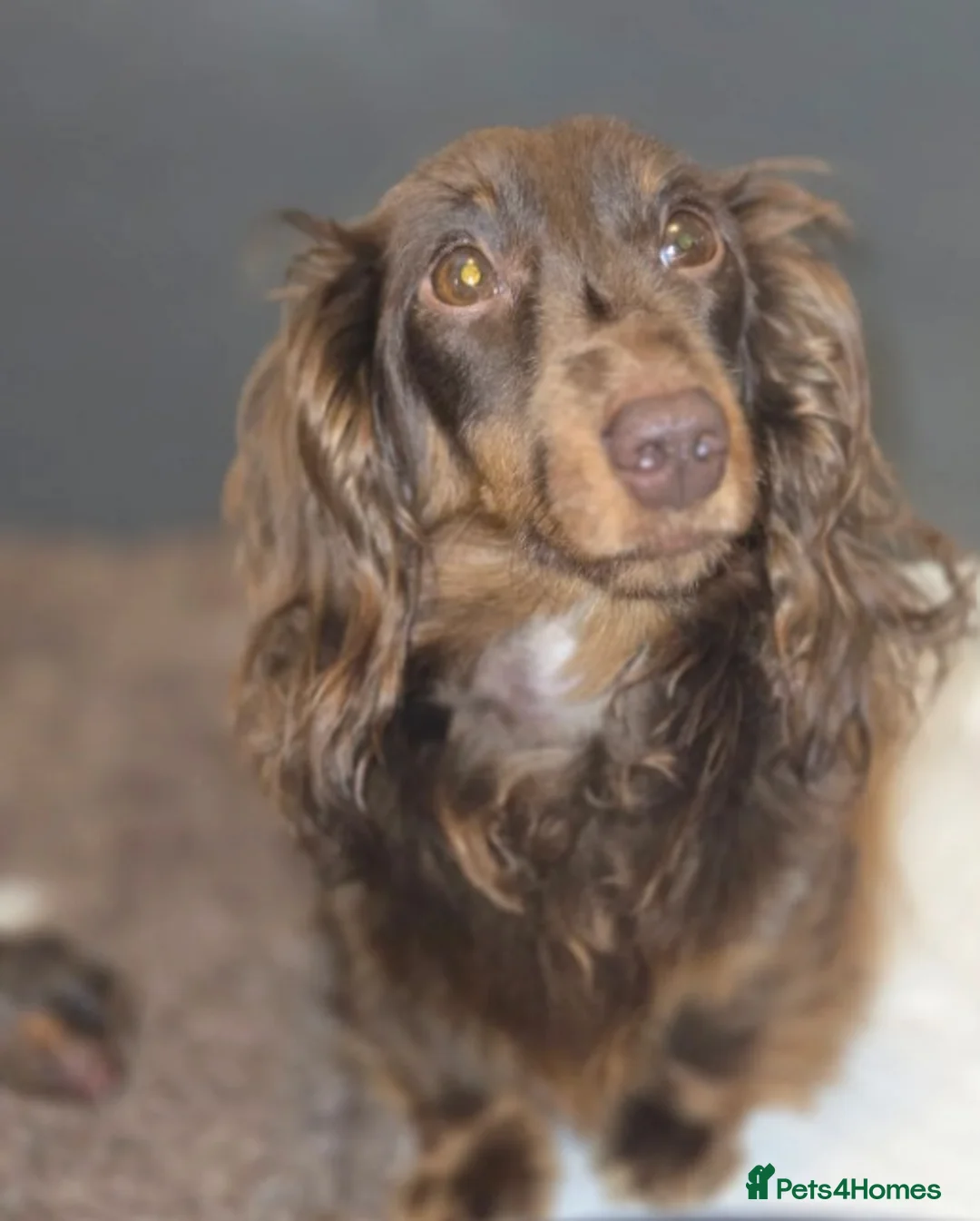 Miniature Dachshund dogs for sale:  Exquisite Miniature Long-Haired Dachshund Puppies - Advert 3