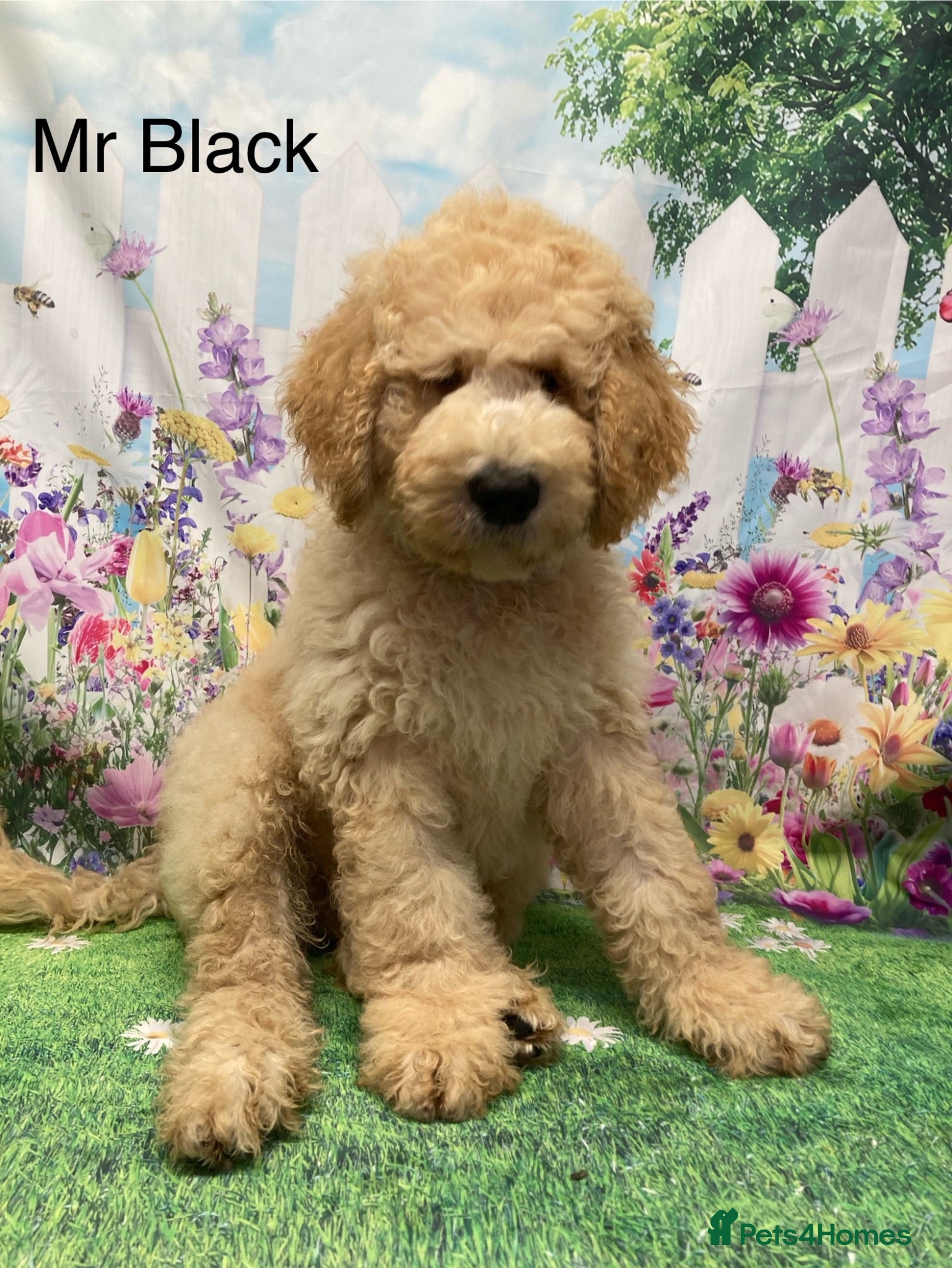Labradoodle dogs  Standard Labradoodles multi generational  - Advert 1