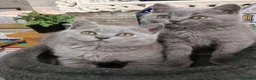 British Shorthair cats for sale: Beautiful kittens - Advert 8