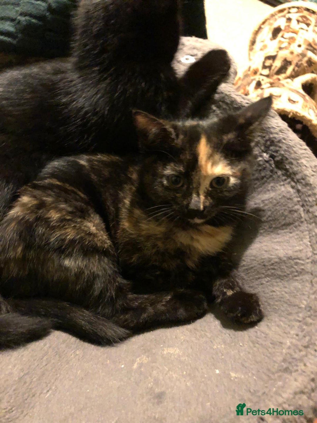 Mixed Breed cats for sale: 3 beautiful kittens looking for loving homes - Advert 12