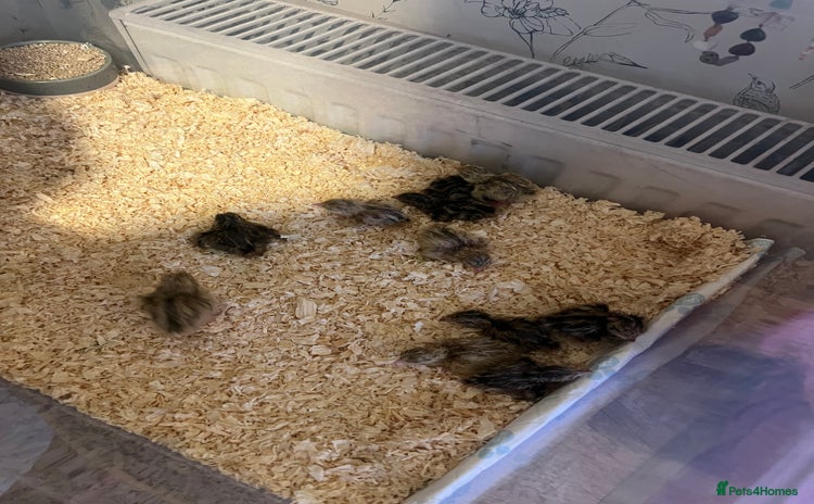 Quail poultry - Advert 1