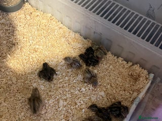 Quail poultry - Advert 8