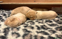 Labrador Retriever dogs for sale: Labrador pups, well-socialised & family raised - Image 12