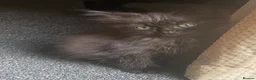 Mixed Breed cats for sale: Last kitty remaining  - Advert 8