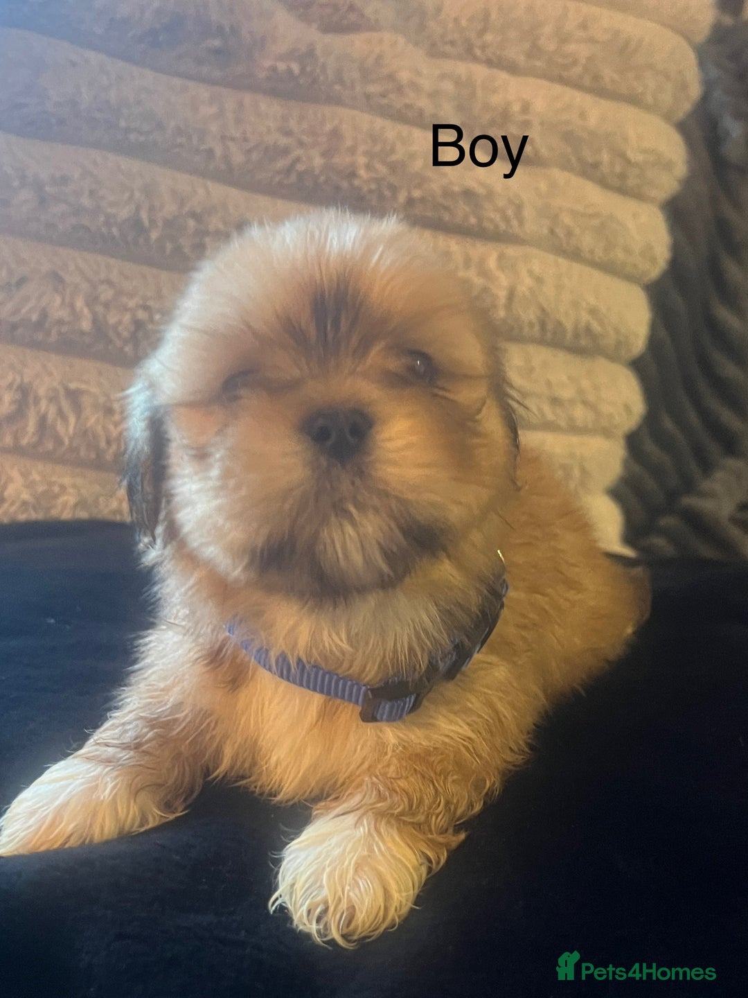 Lhasa Apso dogs for sale: KC Registered Lhasa Apso Puppies For Sale - Advert 8