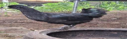 Chickens poultry for sale: Polish x silkie Roosters in Bude - Advert 10